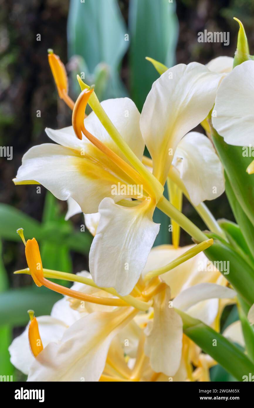 White ginger lily (Hedychium coronarium cv. Gold Spot), Zingiberaceae. perennial grass, rhizomatous, white flower. Stock Photo