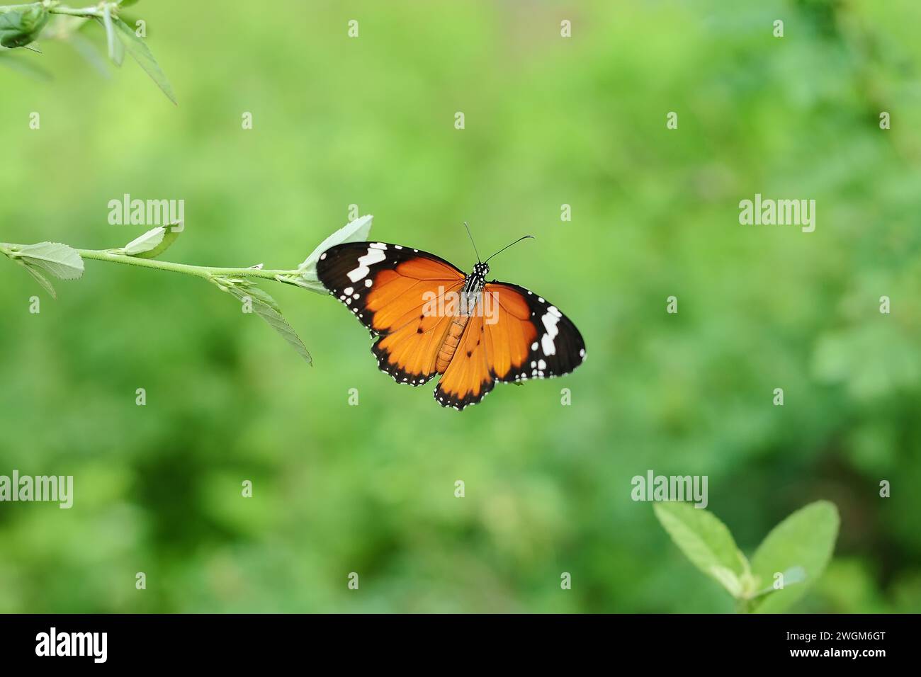Butterfly Danaus chrysippus is perched on a branch while flapping its wings Stock Photo