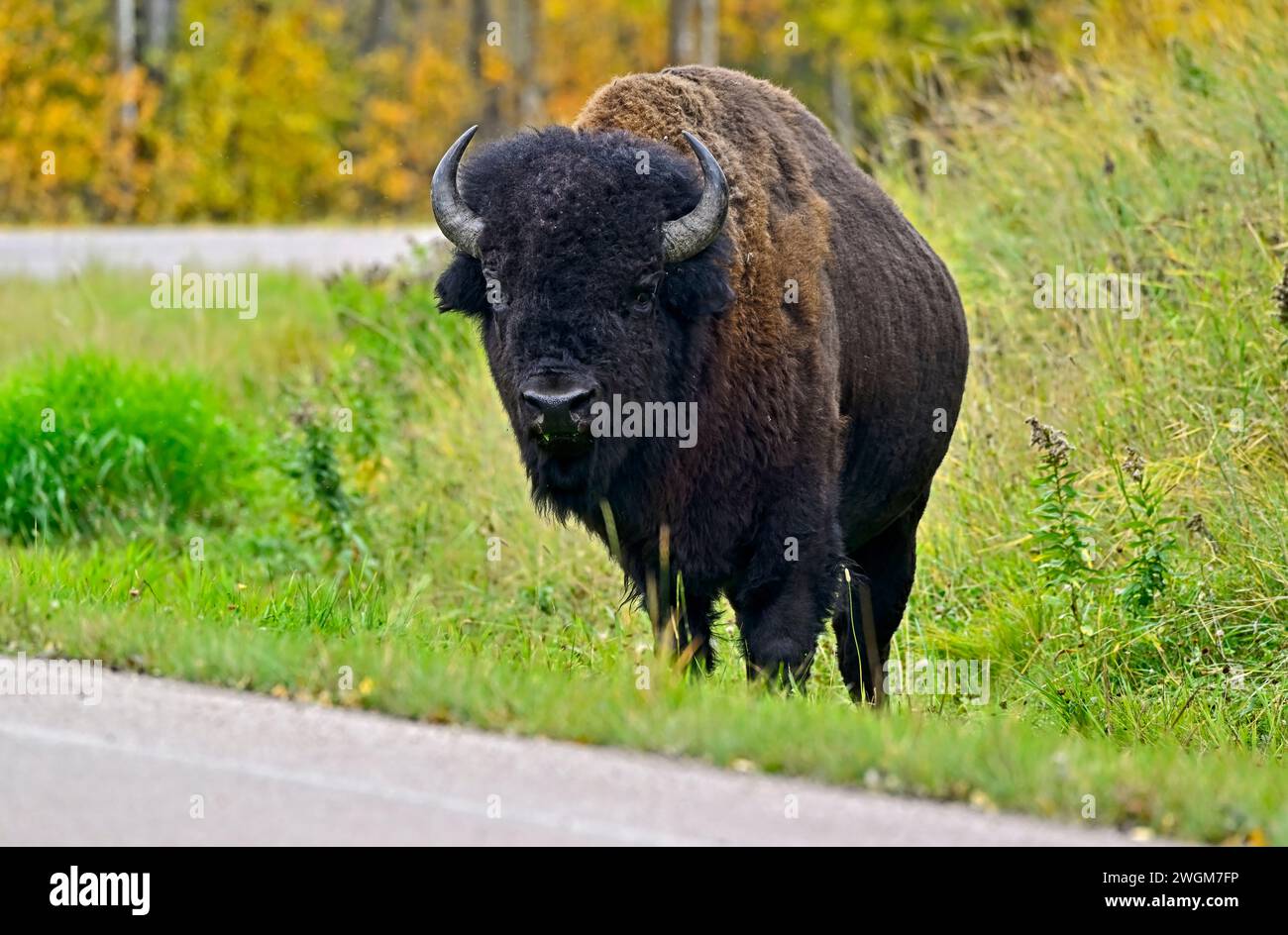 A wild Plains Bison  (Bison bison bison); foraging on the lush green grass in Elk Island National Park located in Alberta Canada. Stock Photo