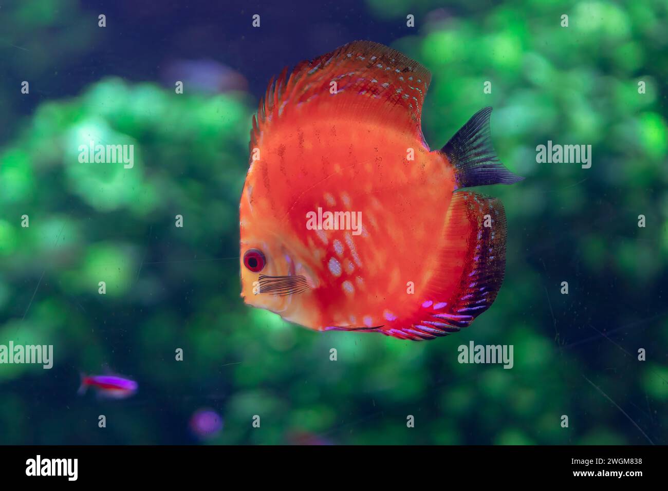 Beautiful red discus fish swimming in an aquarium. Tropical fish Stock Photo