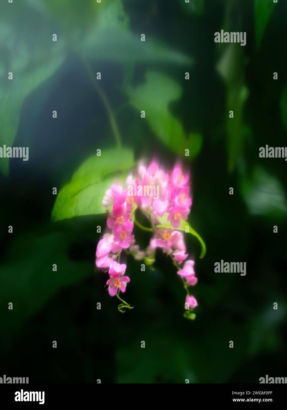Pink Coral Vine flower. Soft focus, dreamlike effect. Stock Photo