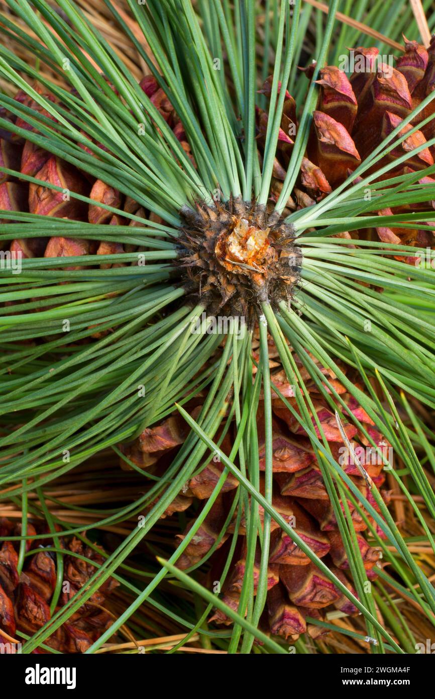 Ponderosa pine (Pinus ponderosa) needles, Imnaha Wild and Scenic River, Hells Canyon National Recreation Area, Hells Canyon National Scenic Byway, Ore Stock Photo