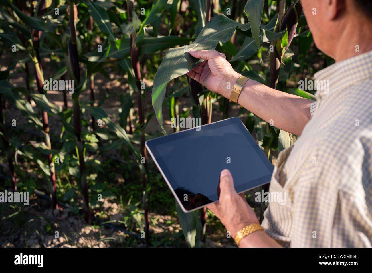 Close-up image of an experienced Asian farmer using his digital tablet ...