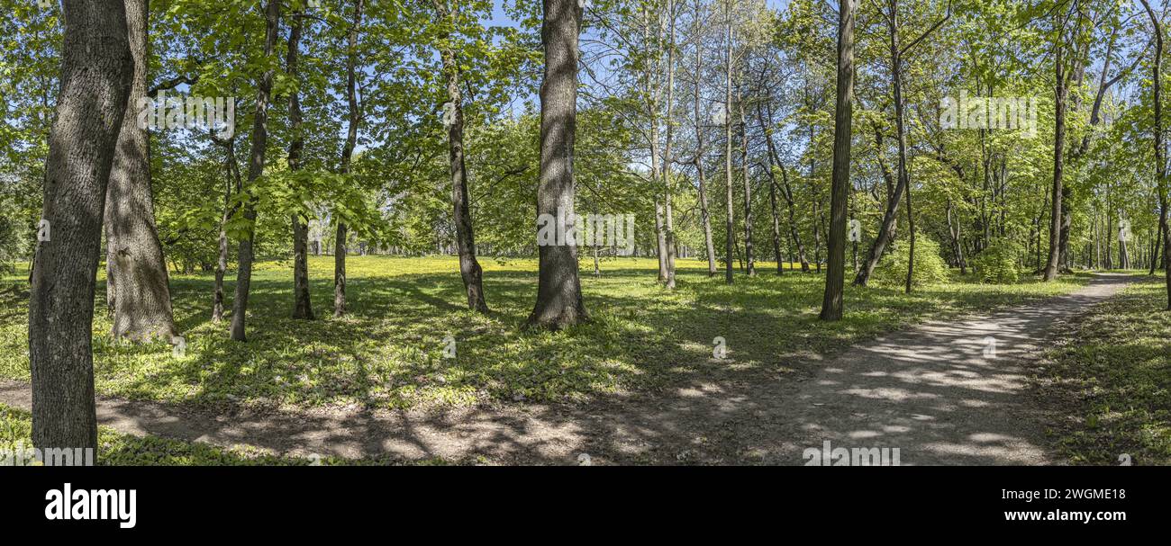 panoramic summer park landscape with path through green trees in morning sunlight. Stock Photo