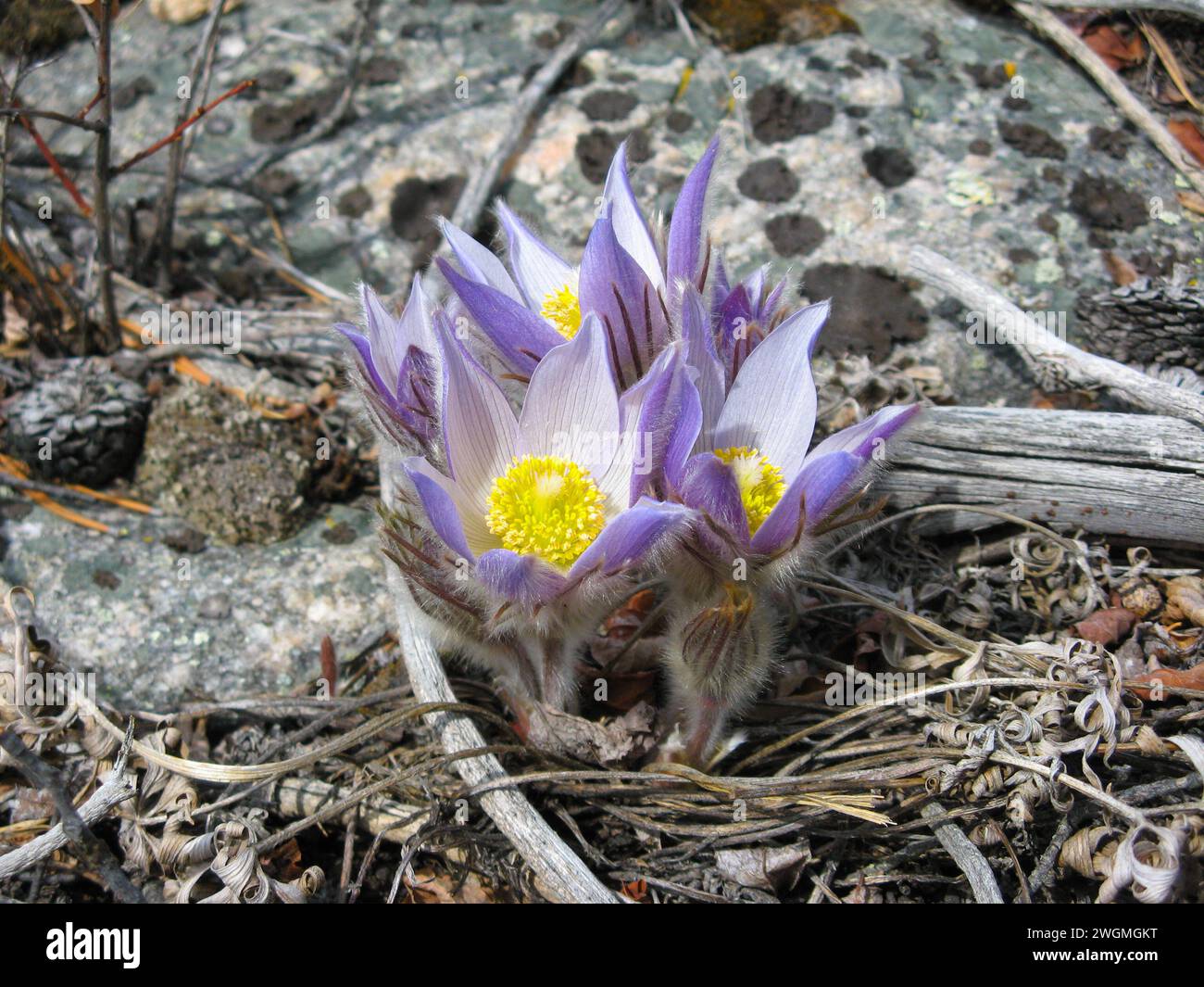 Pasqueflower / Prairie Crocus (Anemone patens) purple wildflower in Beartooth Mountains, Montana Stock Photo