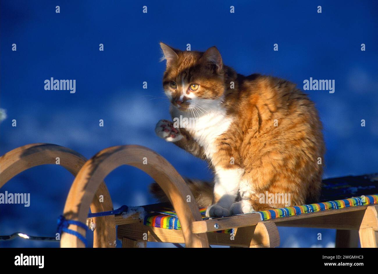 Ginger and white cat on snow sled, Stock Photo