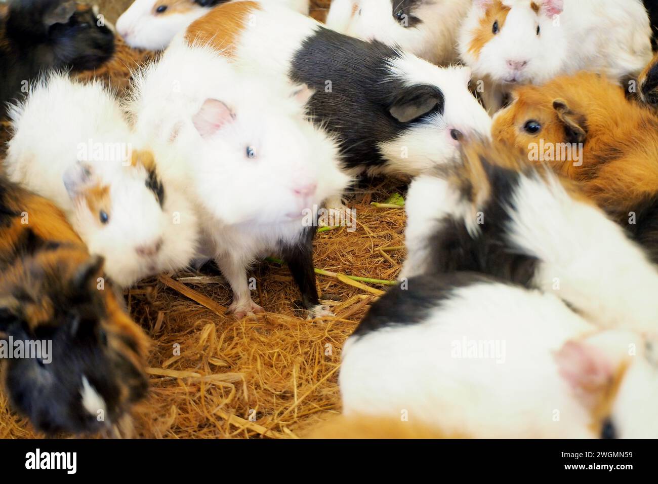 Cute hebivore animal Perugian Guinea Pig (Cavia porcellus), in the farmfield Stock Photo