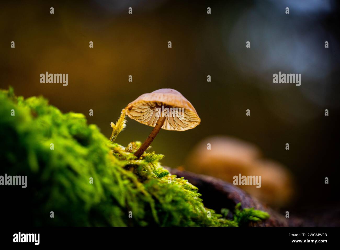 A closeup of a tiny mushroom on a mossy log Stock Photo