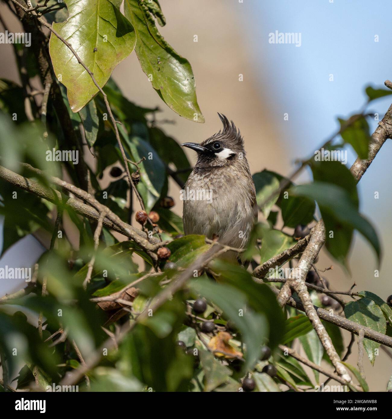 A Himalayan Bulbul perched in a tree. Stock Photo
