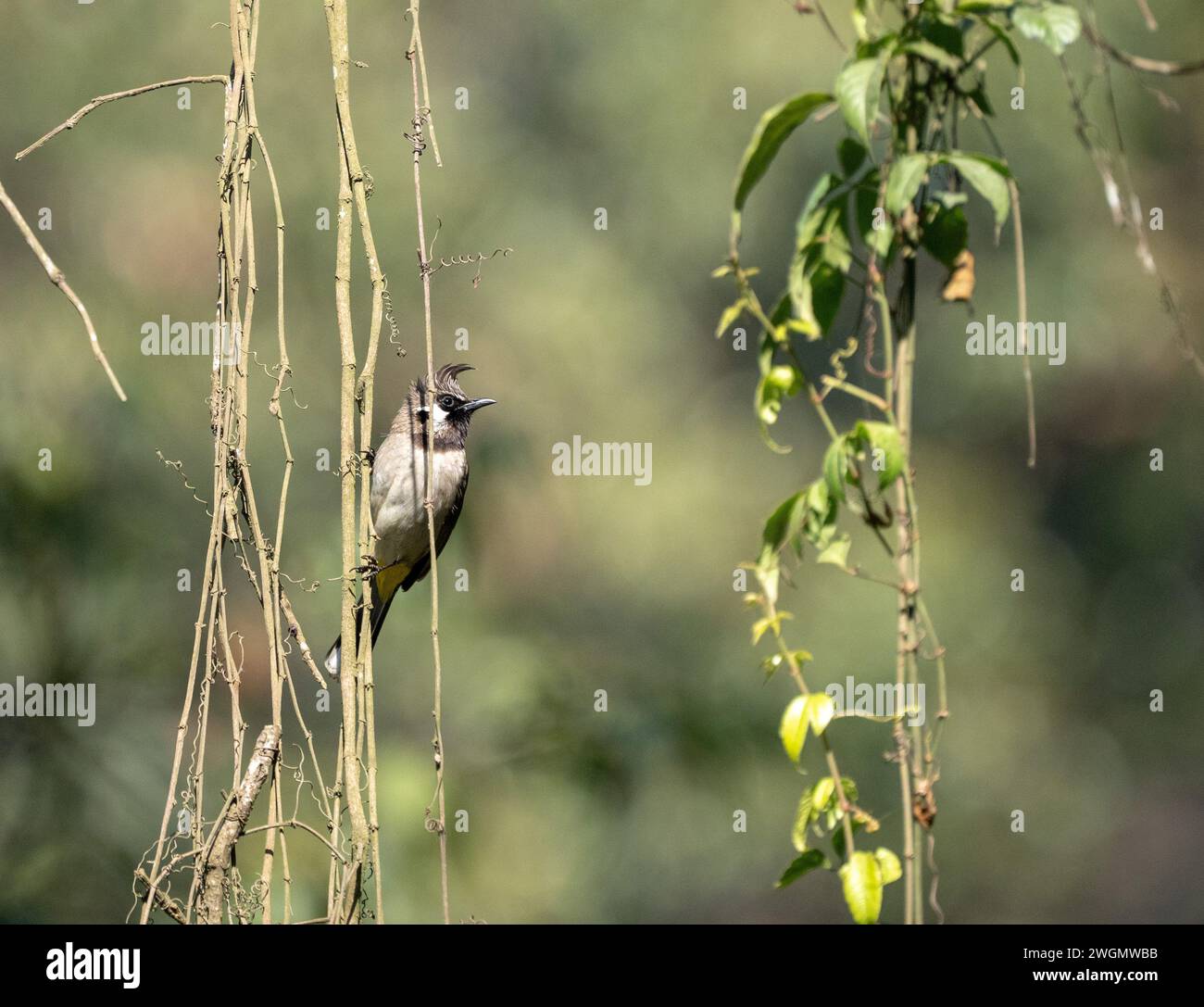 A Himalayan Bulbul perched on some Vines Stock Photo