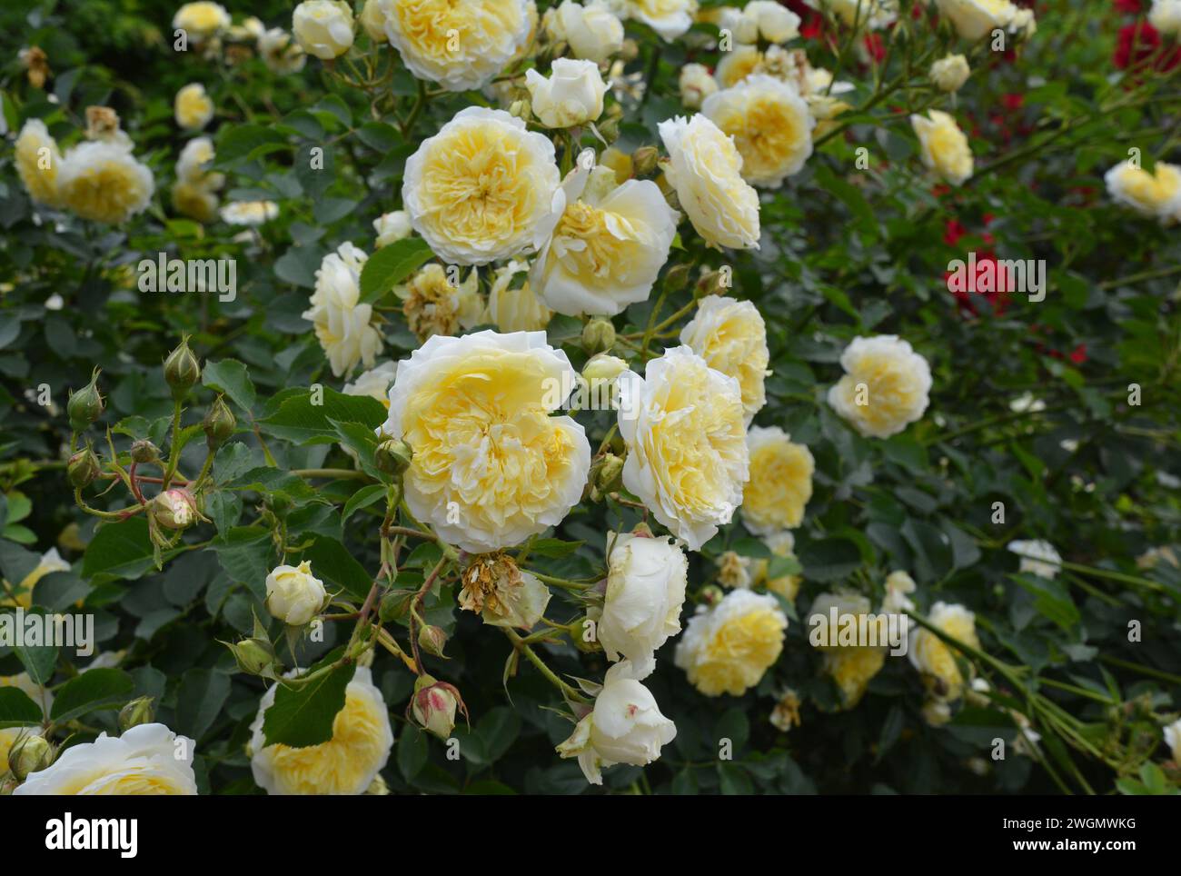 Yellow roses bush hi-res stock photography and images - Alamy