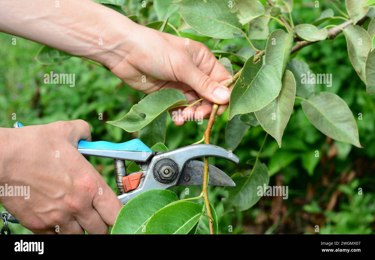 Pruning fruit trees in summer. Summer fruit pruning. Gardener cutting