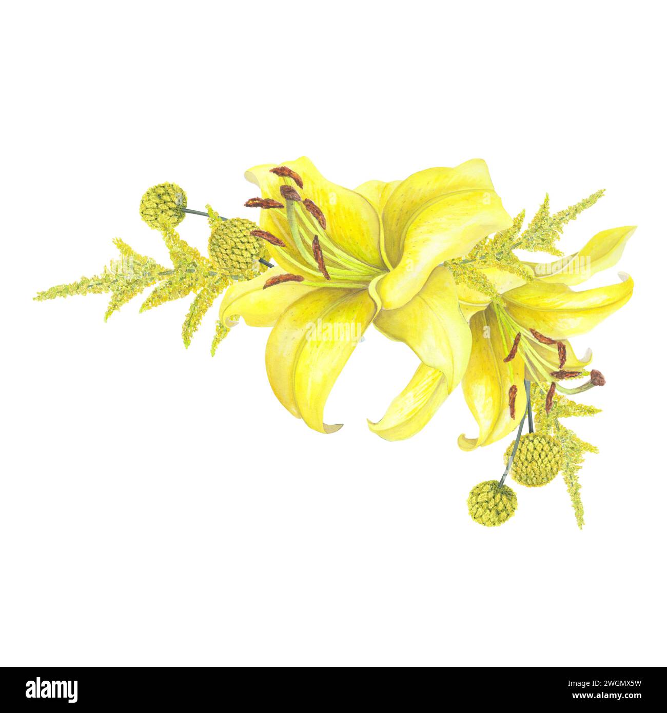 White Lily & Solidago White Lily & Solidago