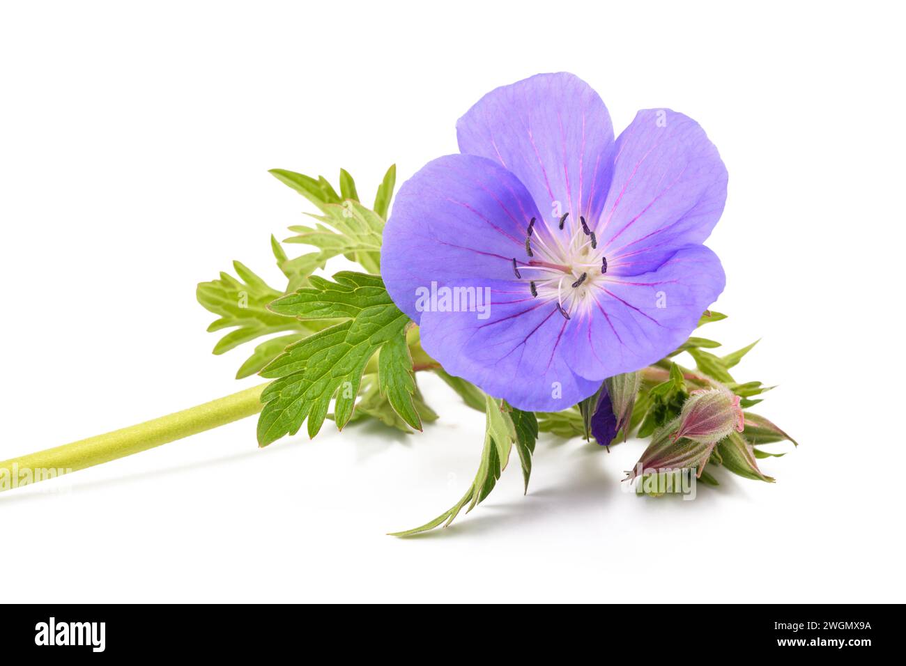 Geranium flower  isolated on white background Stock Photo