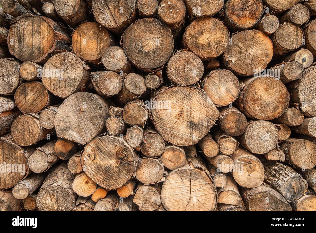 Wall made with a pile of chopped logs of different sizes. log pile background Stock Photo