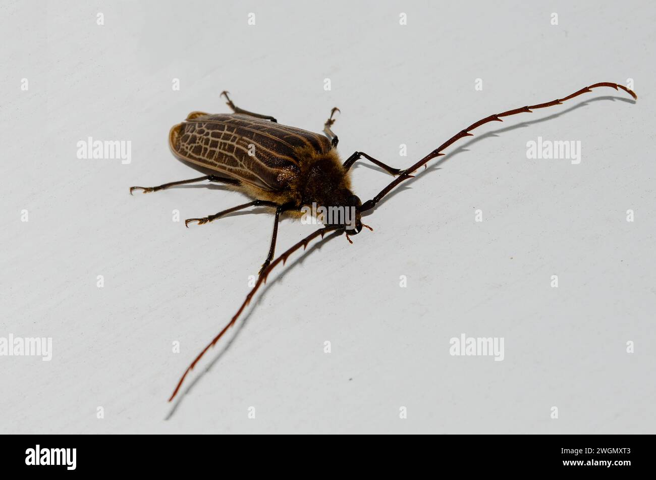 Huhu Beetle, Prionoplus reticularis; endemic to New Zealand, Nelson ...