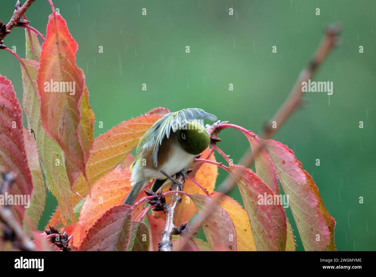 Silvereye, Zosterops lateralis, protecting itself with wing from rain, Nelson, South Island, New Zealand Stock Photo