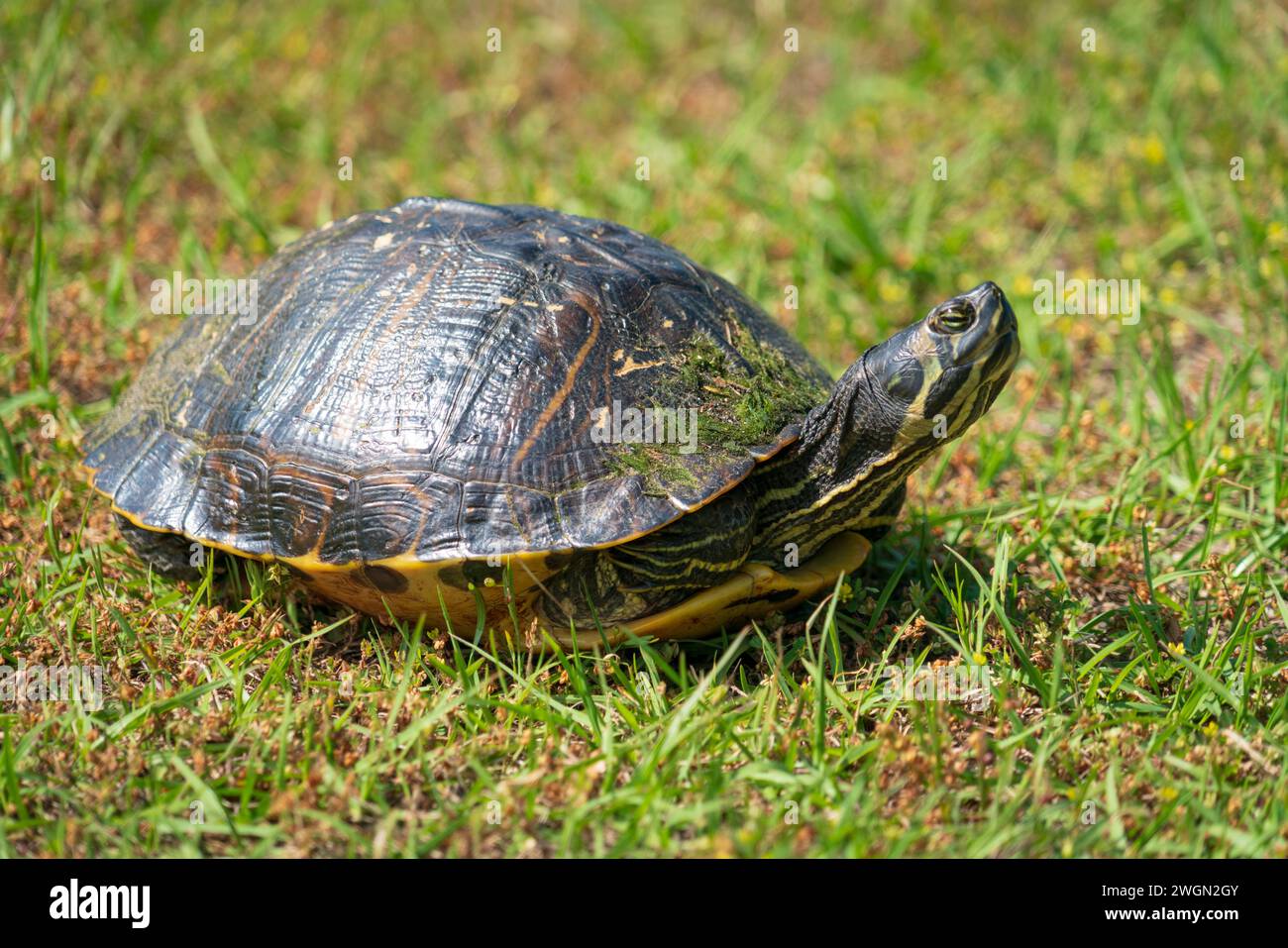 A Cute Turtle in the Grass at Atalaya Castle Stock Photo