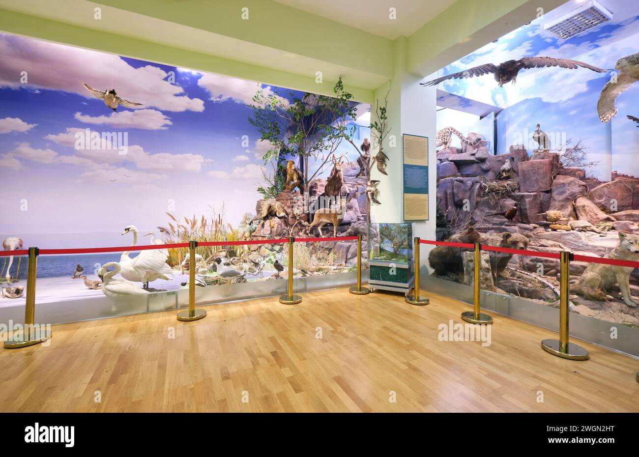 A display of various birds, animals in thier native habitats. An example of animal taxidermy at the Nature Museum in Almaty, Kazakhstan. Stock Photo
