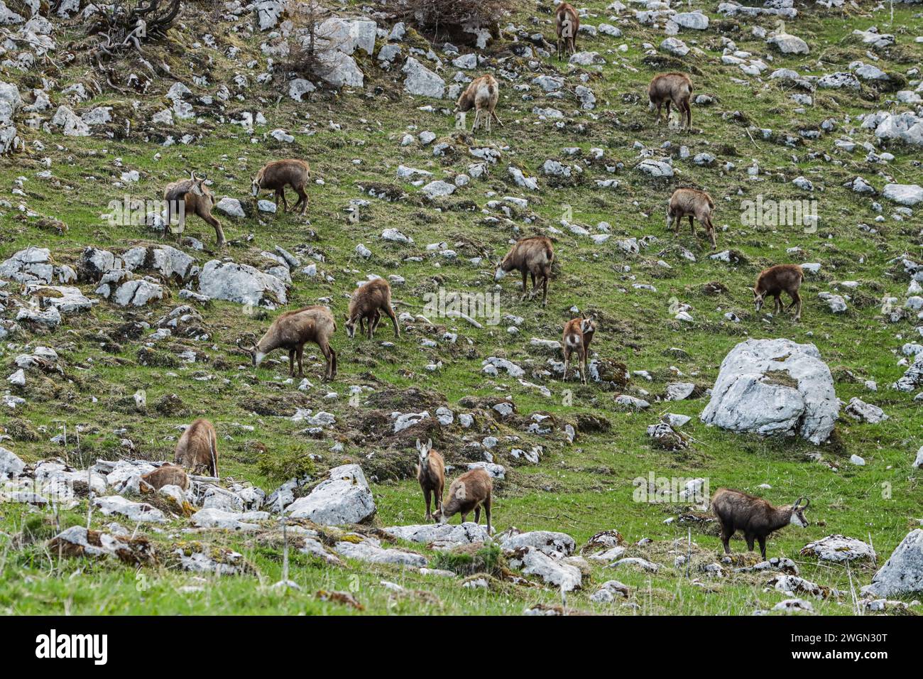 Chamois herd in a rocky meadow on La Dôle, a swiss jura mountain Stock Photo