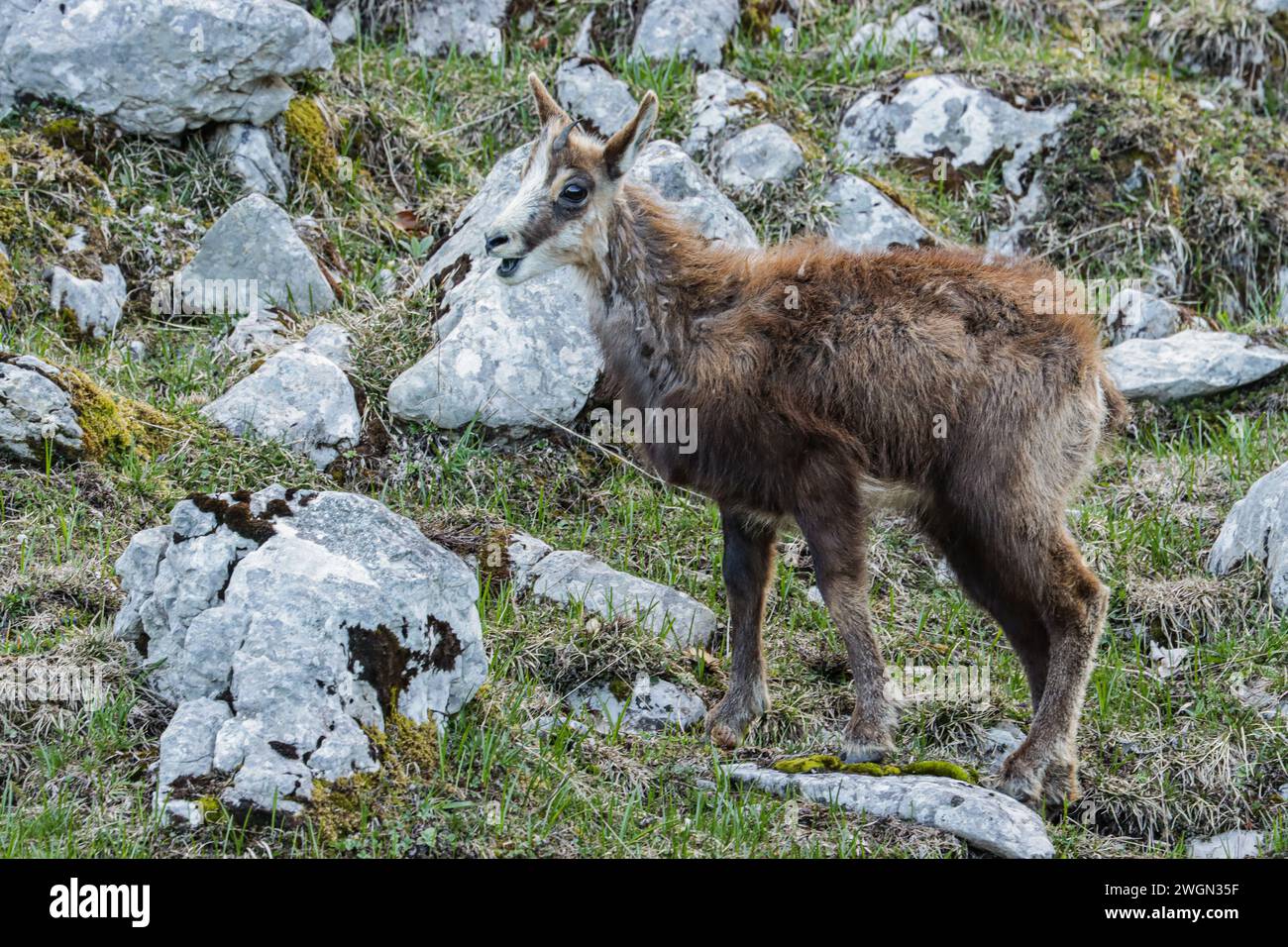 Young chamois on a rocky meadow in swiss jura mountain, during the moulting period Stock Photo