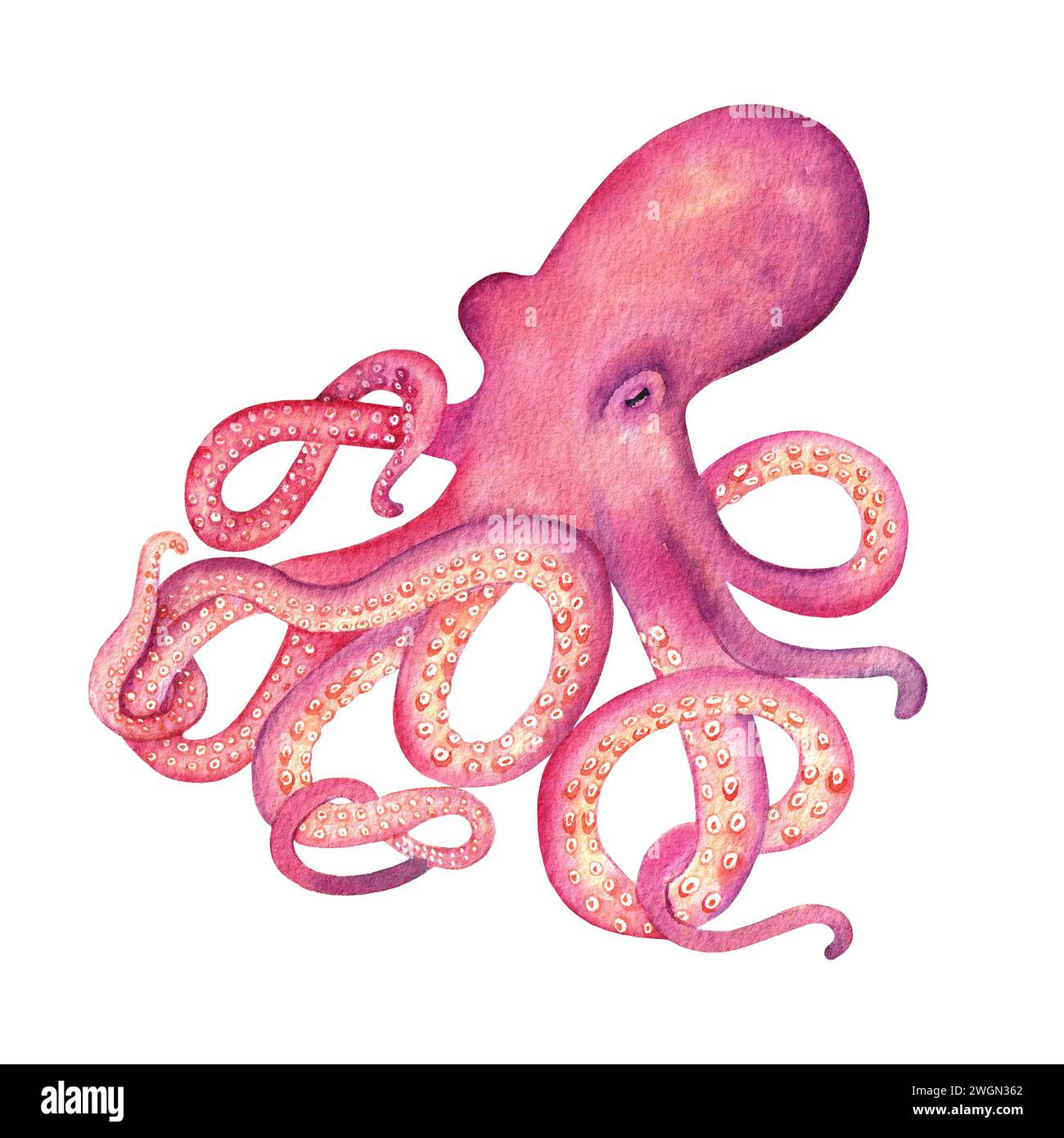 Watercolor pink octopus on the white background. Hand drawn illustration. Undersea animal Stock Photo