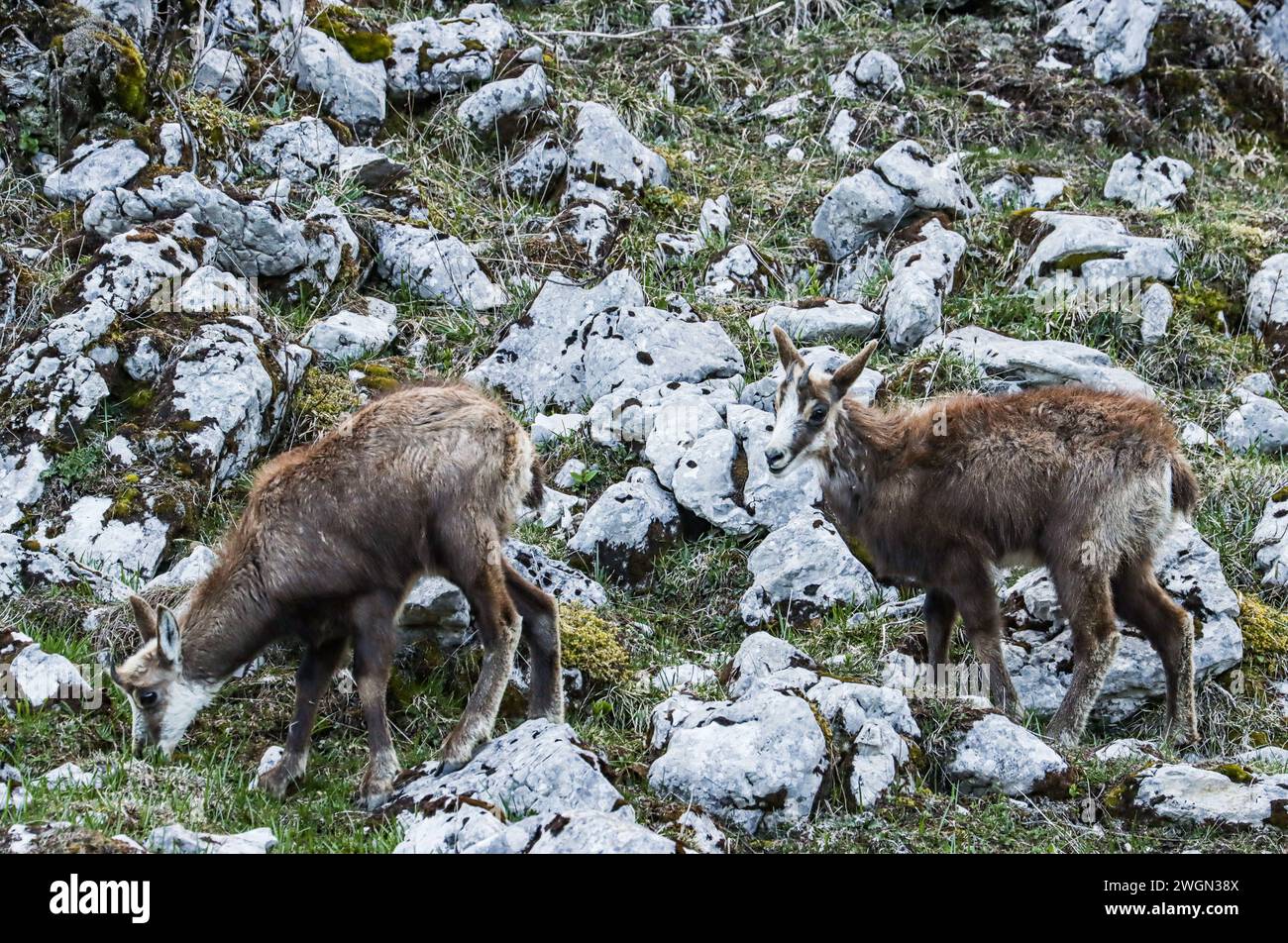 Two young chamois on a rocky meadow in swiss jura mountain, during the moulting period Stock Photo