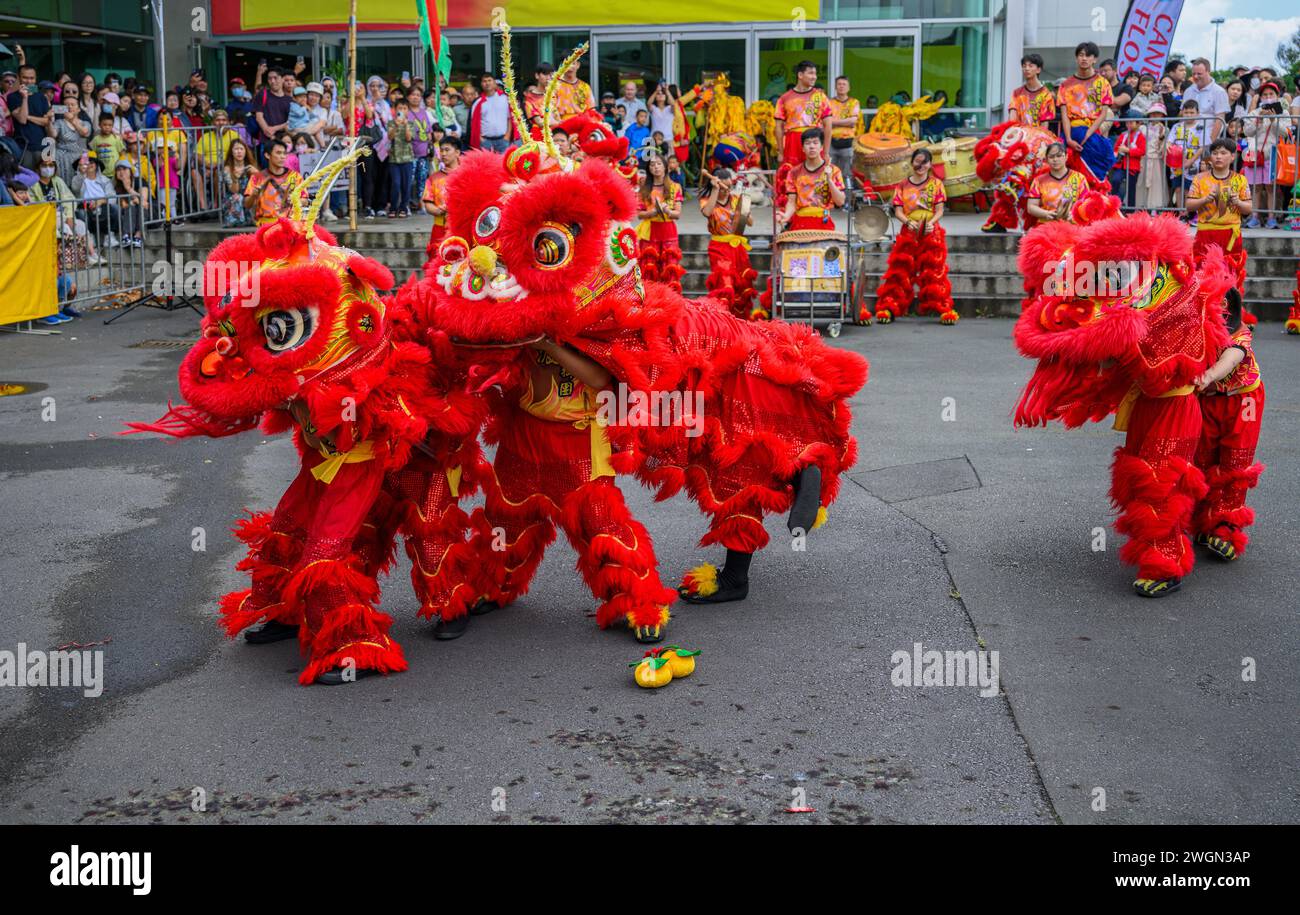 Auckland, New Zealand Feb 03 2024 Lion dance to celebrate Chinese