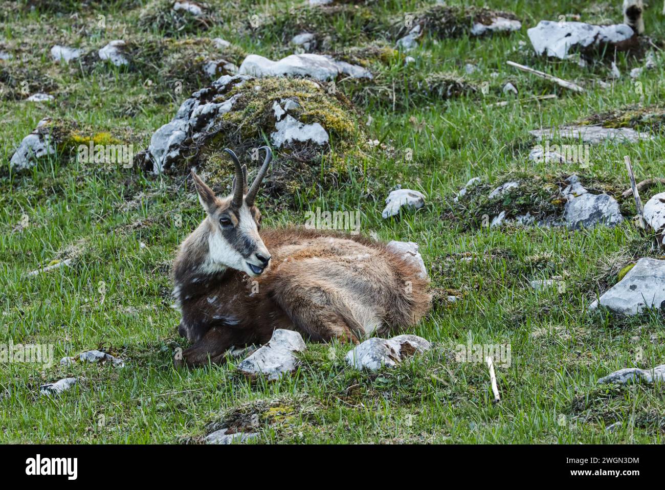 Chamois resting on a rocky meadow in spring during the moulting period on La Dôle, a swiss jura mountain Stock Photo