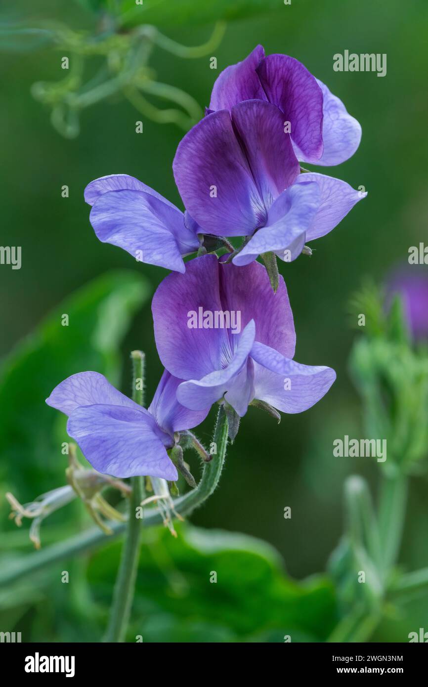 Lathyrus odoratus Indigo King, sweetpea Indigo King, bicolour, reddish-purple upper petals, pale violet-blue wings, Stock Photo