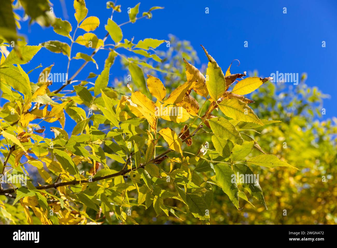 autumn changes on ash trees on a sunny day, beautiful changes in the ...