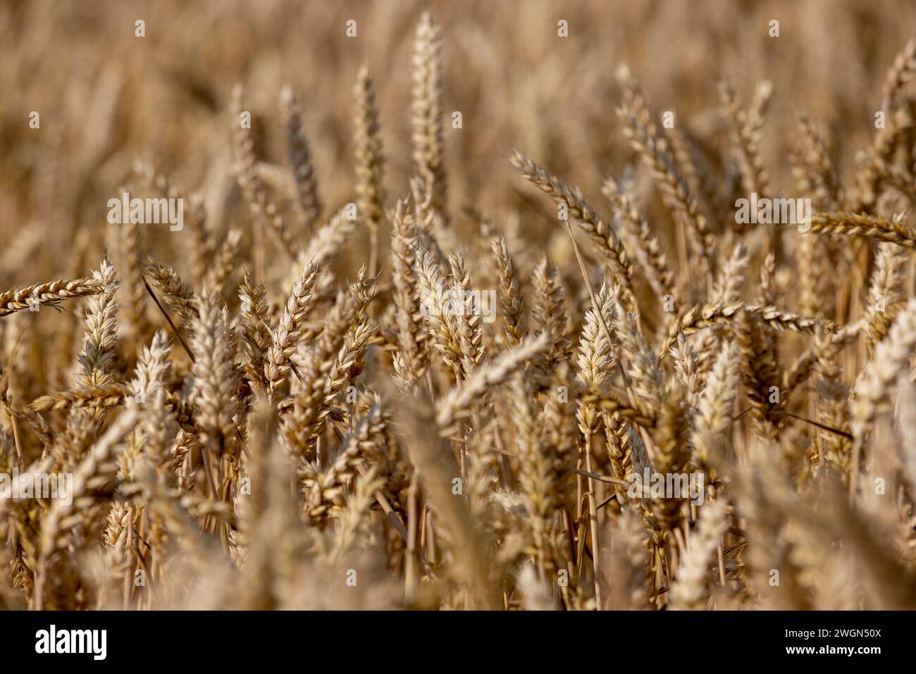 Cold Climate Rye Grain rye field with grain harvest on hot summer days, dry sunny weather ...