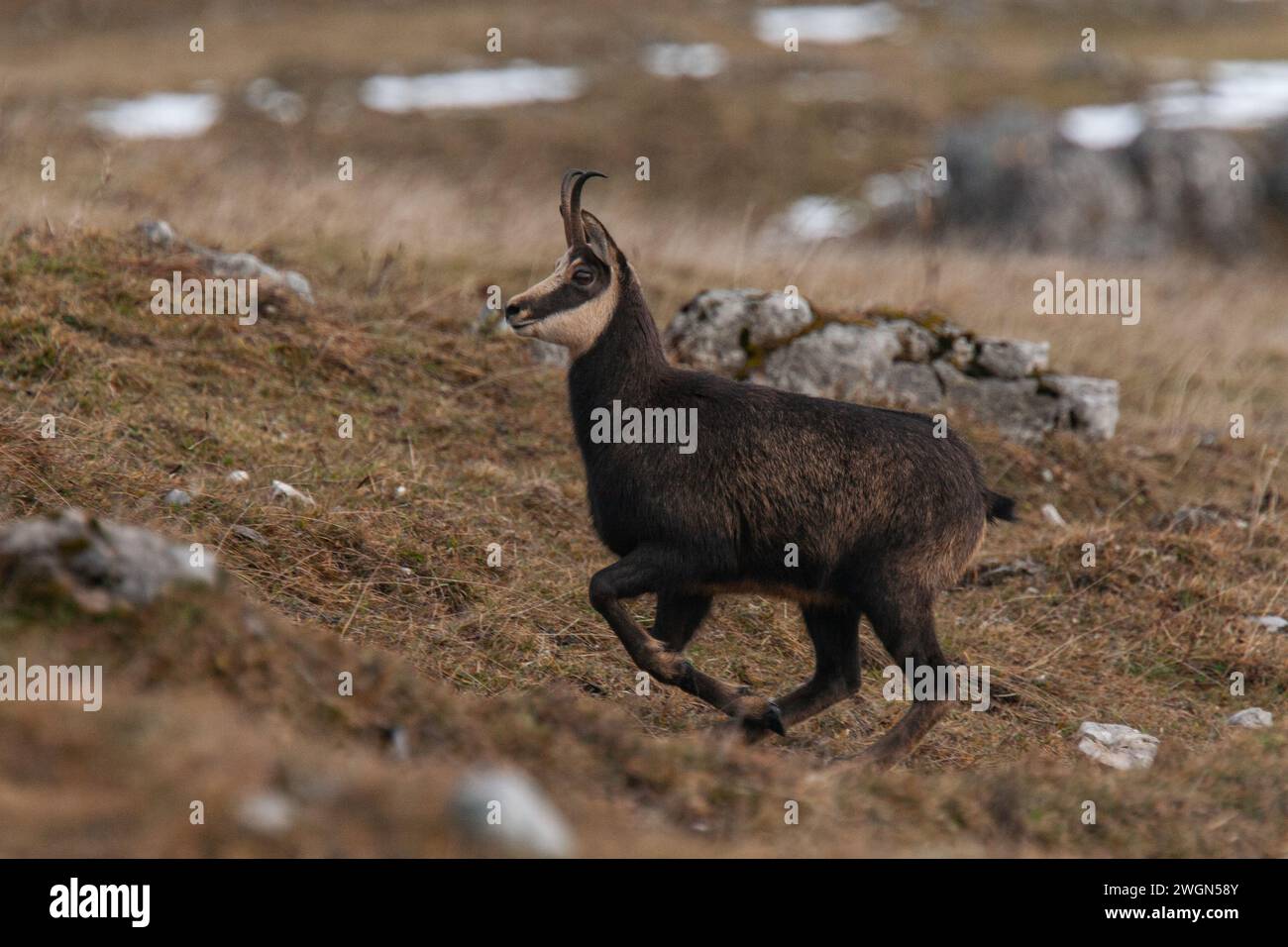 Chamois running in a rocky pasture in swiss jura mountain during winter Stock Photo