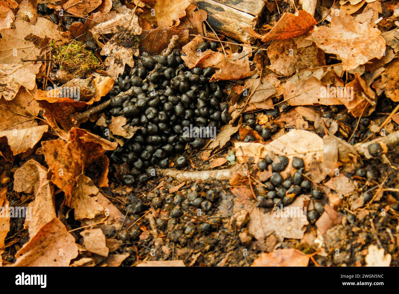 Chamois droppings and dead leaves, swiss jura mountain Stock Photo