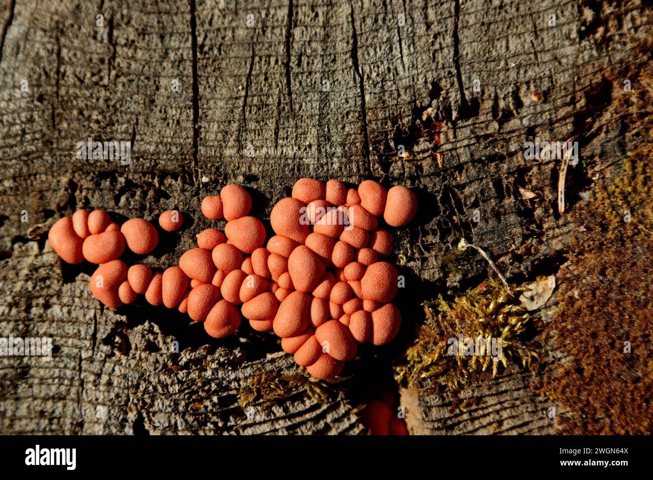 Wolfs milk slime growing on a tree stump Stock Photo