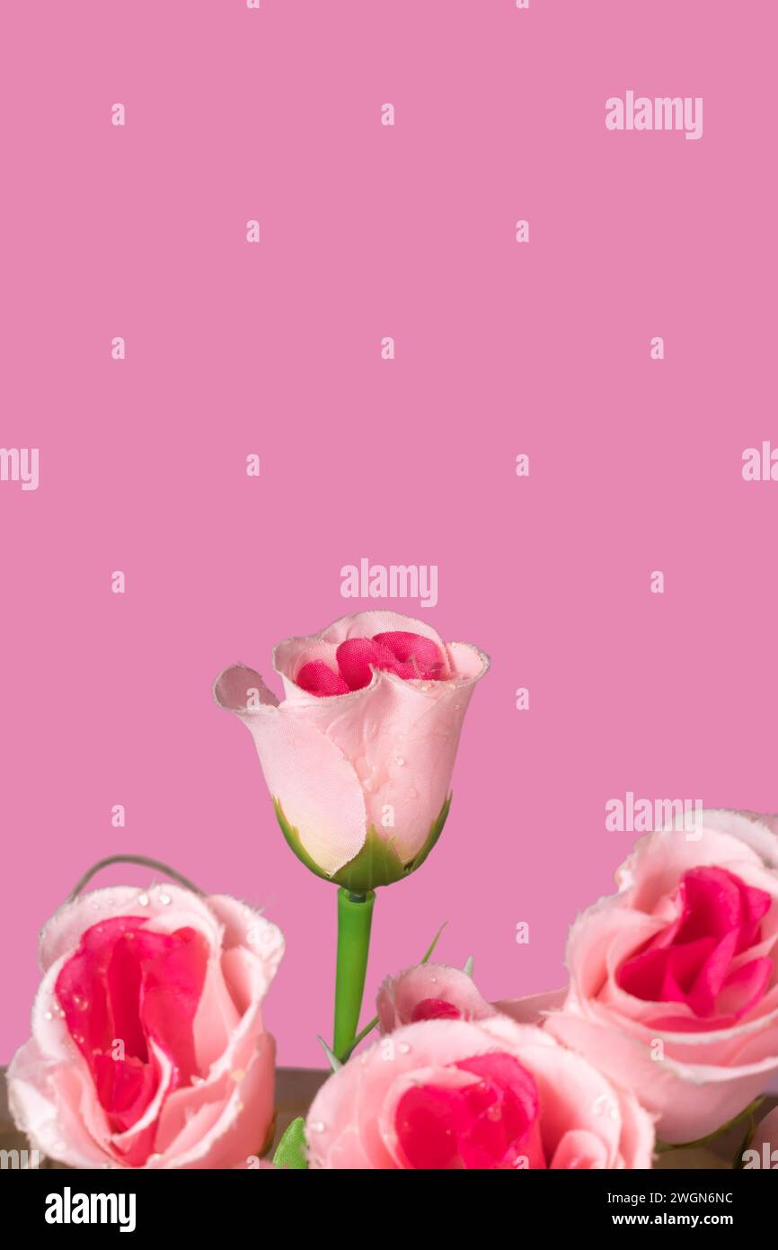 Beautiful pink roses on pink background, valentine's day background, Closeup Stock Photo