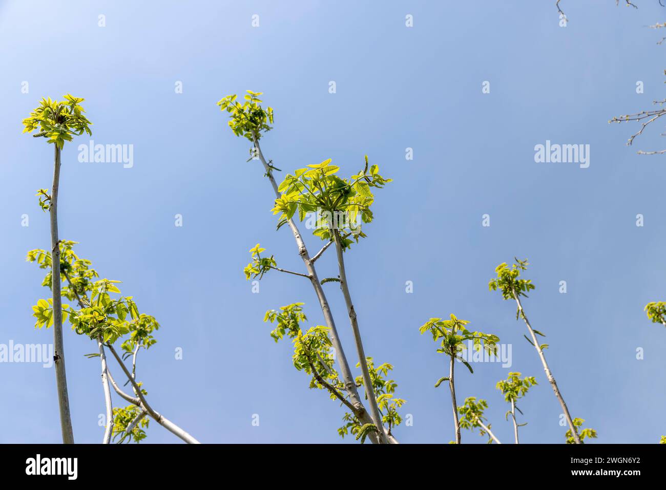 a flowering walnut tree in the spring season, a spring park with a walnut with flowers and with the first green foliage in sunny weather Stock Photo