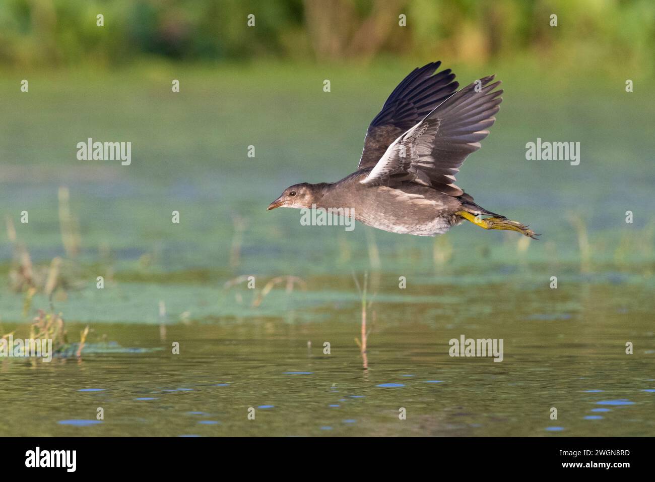 Common Moorhen (Gallinula chloropus), side view of a juvenile in flight, Campania, Italy Stock Photo