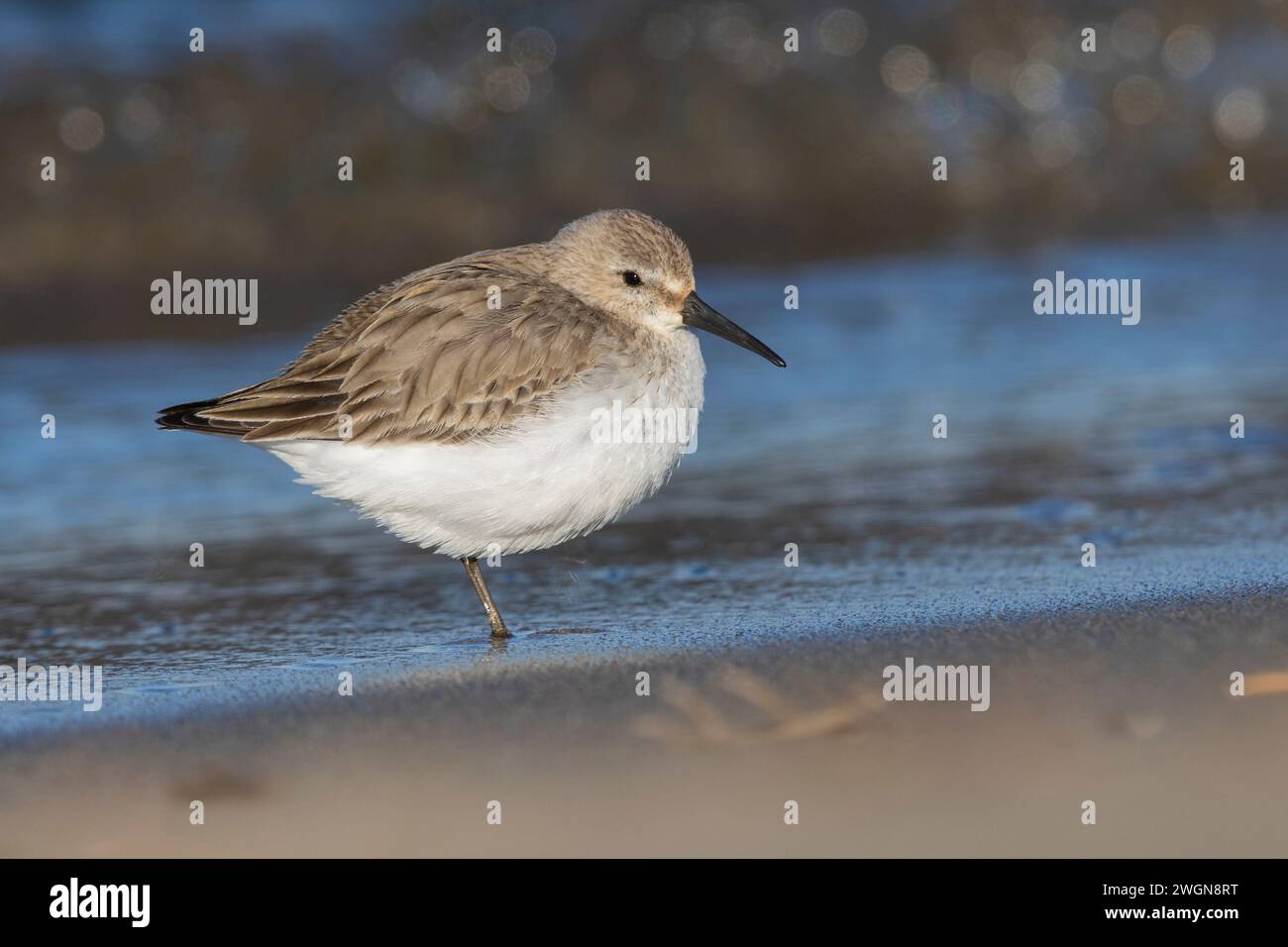 Dunlin (Calidris alpina), side view of an individual resting on the shore, Campania, Italy Stock Photo