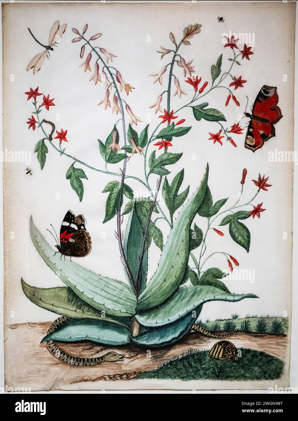 Maria Moninckx, Butterflies, Snake, Turtle and Flowering Agave, 1686-1757, watercolor and gouache on parchment, Rijksmuseum, Amsterdam Stock Photo