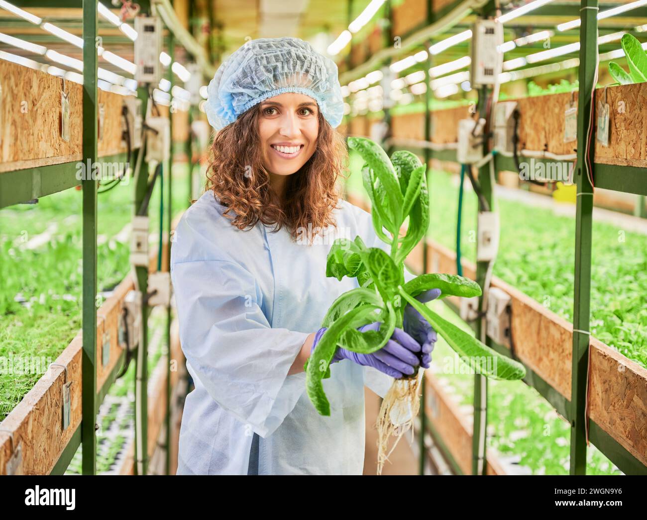 Female gardener holding pot with green arugula plant in greenhouse ...