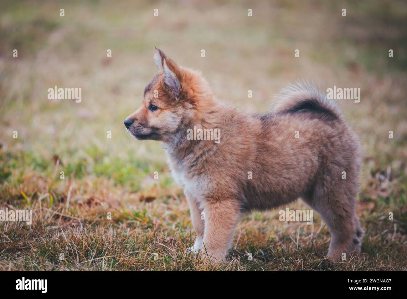 Icelandic Dog puppy Stock Photo