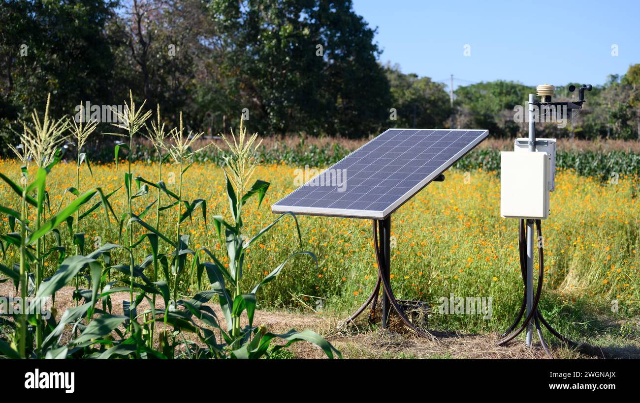 Small solar panels corn field with. Renewable energy and agriculture