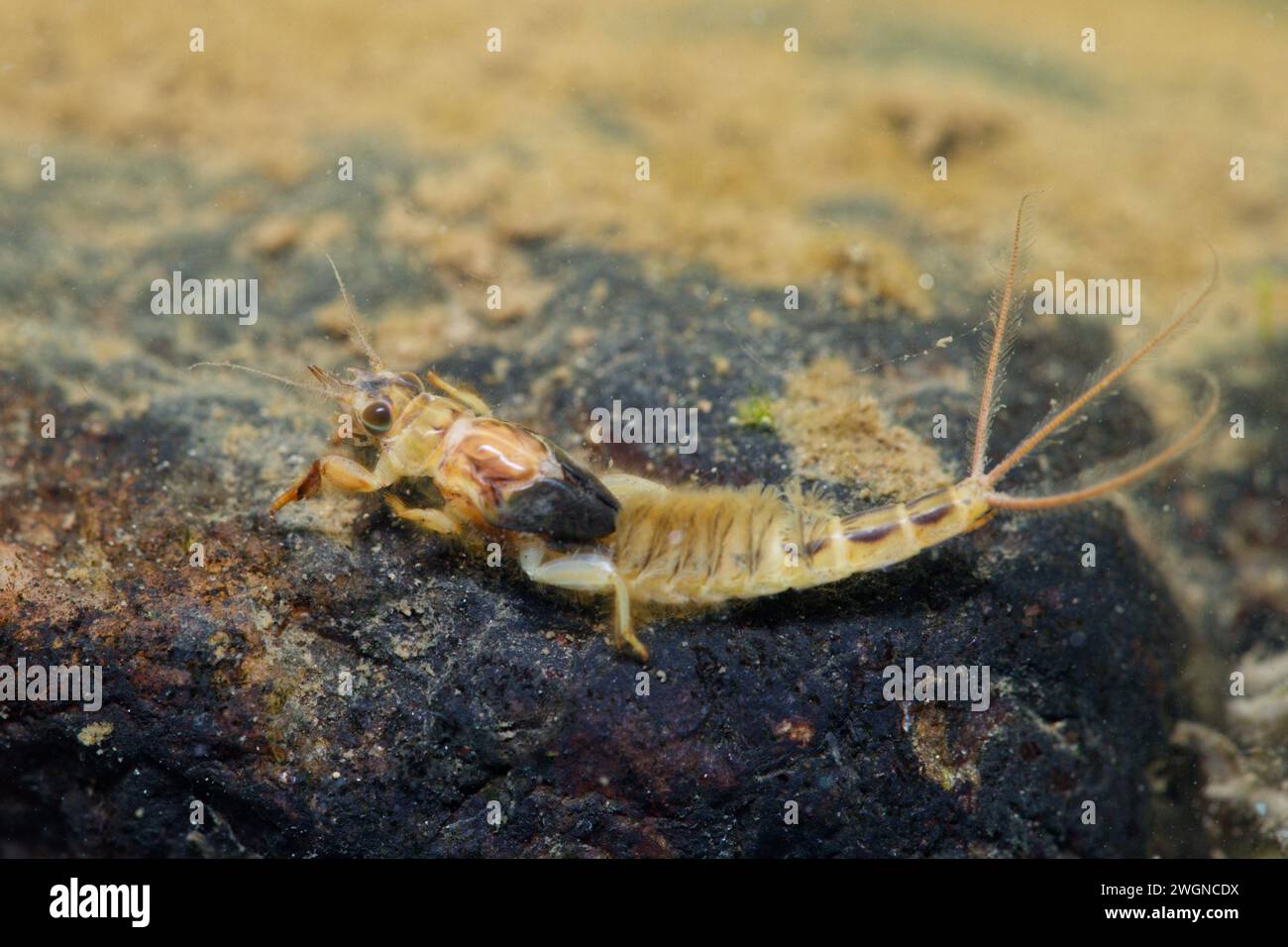 Burrowing mayfly larvae (Ephemera vulgata) in a river, Finland Stock Photo