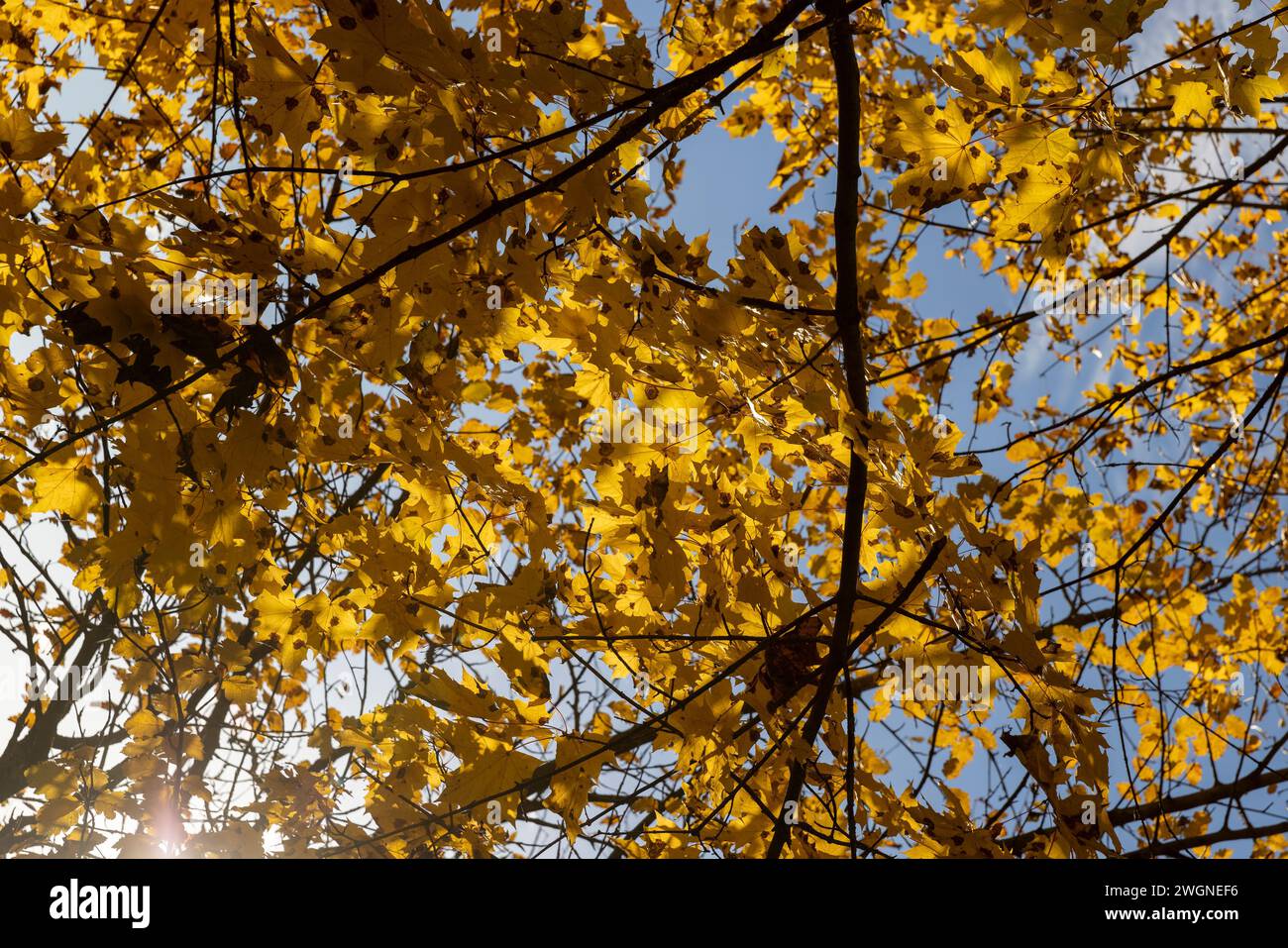 autumn park with colorful maple trees in sunny weather, beautiful ...