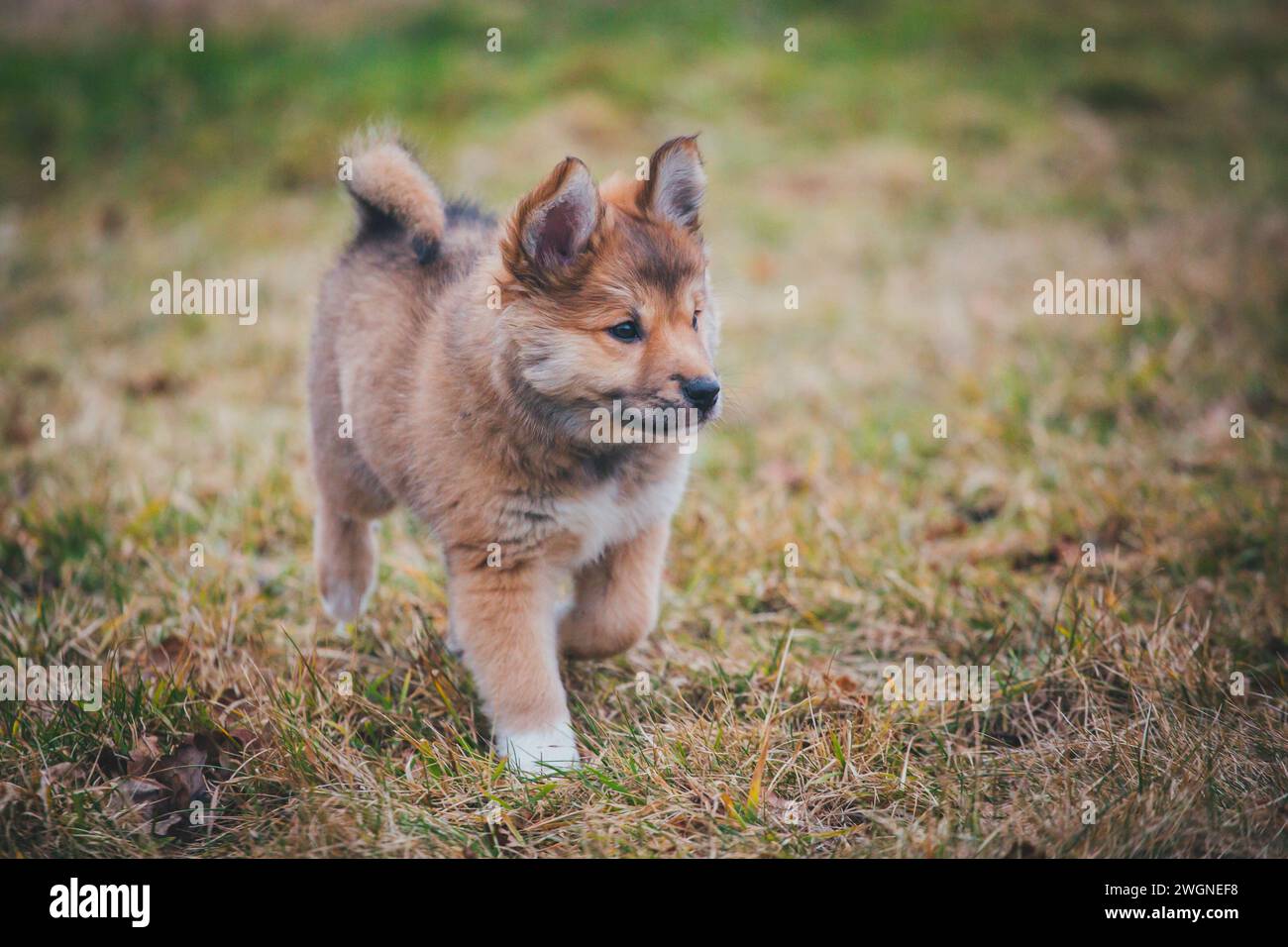 Icelandic Dog puppy Stock Photo