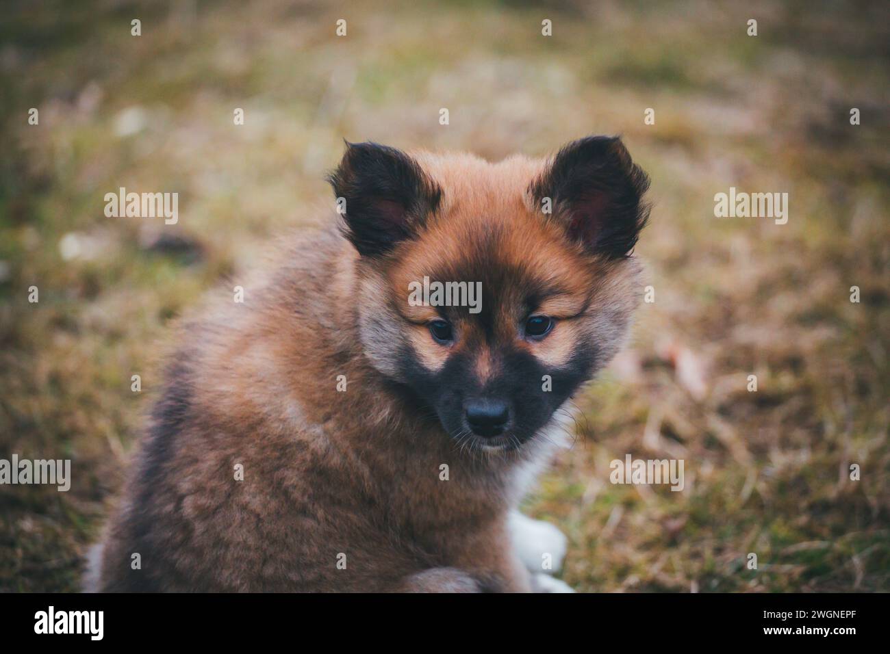 Icelandic Dog puppy Stock Photo