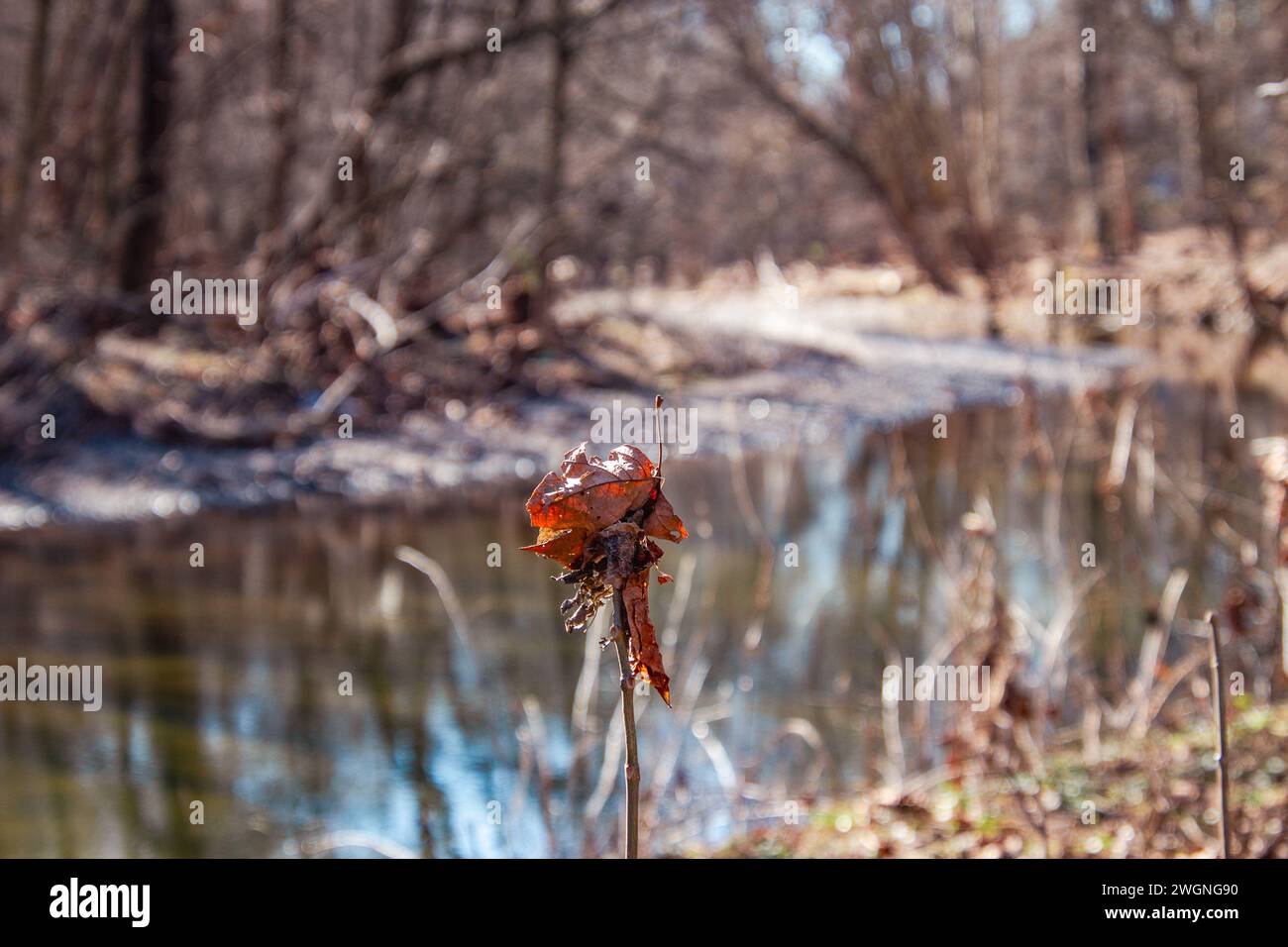 An autumnal orange leaf, carefully placed near a flowing river, is left to air dry Stock Photo
