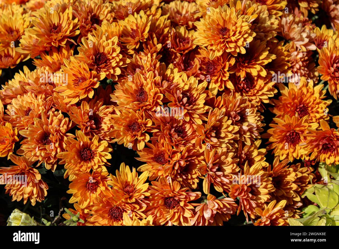 Gold chrysanthemum with orange blossoms. Cultivated plants grow in city garden and effloresce in warm weather Stock Photo