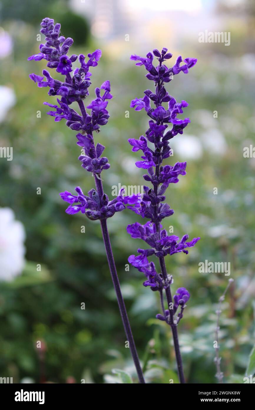 Salvia officinalis is wild herb in bright color. Sage herb has violet flowers and grows in field. Stock Photo